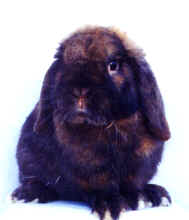 Bosco.jpg (4643 bytes)