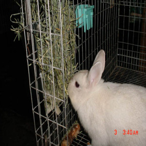 Hay Feeder _ external