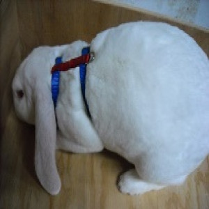 Harness and leash _ Jumping H style _ 9 to 11 inches