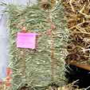 Hay _ Orchard Grass Hay _ Mini Bale