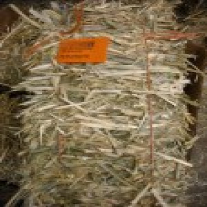 Hay _ Wheat Hay _ Mini Bale